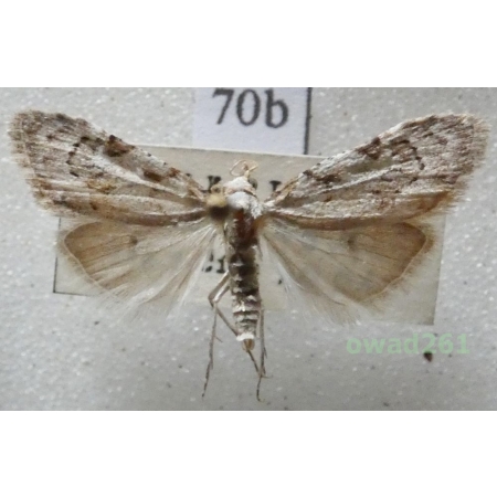 Nola confusalis (Herrich-Schäffer, 1847) Czech70b